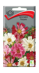 Семена ПОИСК Космея Ракушка, фотография