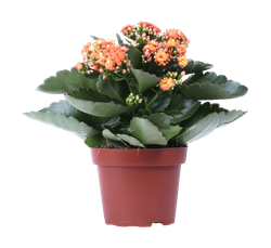 Каланхоэ мини микс D6 H15, вид