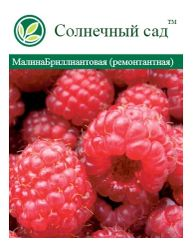 Саженец Малина ремонтантная, фотография