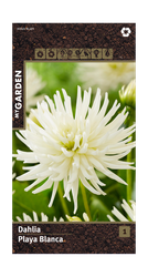 Луковицы MY GARDEN Георгина кактусовая Плейя Бланка, шт, изображение