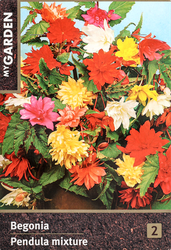 Луковицы MY GARDEN Бегония ампельная, микс, 2шт, фотография
