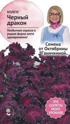 Семена Колеуса Октябрина Ганичкина Черный дракон 10 шт, вид
