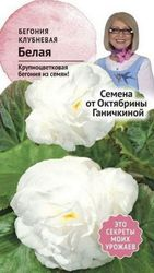 Семена Бегонии клубневой Октябрина Ганичкина белая 6 шт, картинка