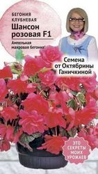 Семена Бегонии клубневой Октябрина Ганичкина Шансон розовая F1 6 шт, вид