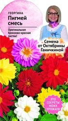 Семена Георгины Октябрина Ганичкина Пигмей 0,1 г, детальное фото