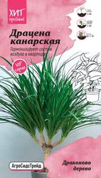Драцена канарская Драконово Дерево 3шт АСТ, фотография