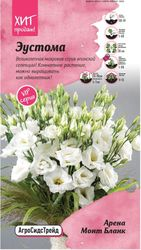 Эустома Арена Монт Бланк 5 шт АСТ, крупный план