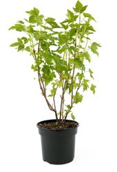 Растение Смородина черная Экзотика С3 30-50, картинка