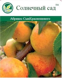 Растение Абрикос Сын Краснощёкого С7 Н160, фото