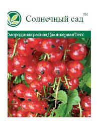 Растение Смородина красная С2 Н35, вид