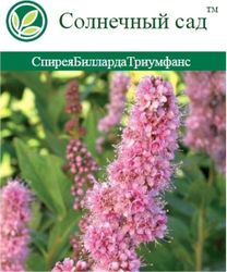 Растение Спирея С2 Н35, фото
