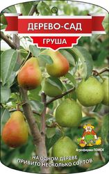 Растение Груша Дерево-сад ПОИСК C7,5 Н160, изображение