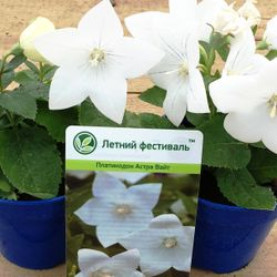 Растение Платикодон Р9 Н20, детальное фото