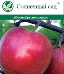 Саженец Яблоня Красное раннее С7 Н160, картинка