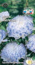 Семена Астры СеДеК Миледи 0,2 г, крупный план