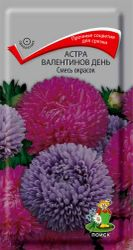 Астра Валентинов день Смесь окрасок, изображение