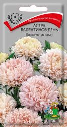 Астра Валентинов день Лососево - розовая, картинка