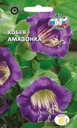 Кобея однолет Амазонка СеДек, детальное фото