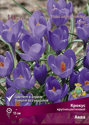 Крокус крупноцветковый Аква, 10шт, крупный план