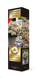 Саженец Гортензия метельчатая ПОИСК Полстар С3 H20-30, изображение