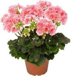 Растение Герань D12 H30 в ассортименте, фотография
