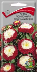 Семена Астры помпонной ПОИСК Превосходный Гасфорд 0,3 г, фото