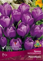 Луковицы Крокуса Поиск Ремембранс, 10шт, крупный план