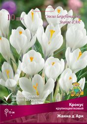 Луковицы Крокуса Поиск Жанна Д'Арк, 10шт, вид