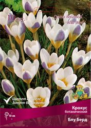 Луковицы Крокуса Поиск Блу Берд, 10шт, картинка