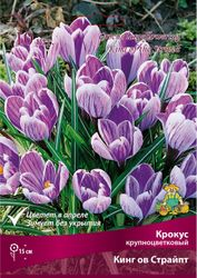 Луковицы Крокуса Поиск Кинг оф Страйп, 10шт, фотография