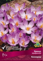 Луковицы Крокуса Поиск Конкерор, 10шт, вид