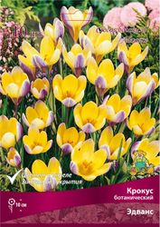 Луковицы Крокуса Поиск Эдванс, 10шт, вид