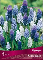 Луковицы Мускарии Поиск, 10шт, картинка