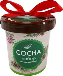 Набор для выращивания Happy Plant Сосна, фото