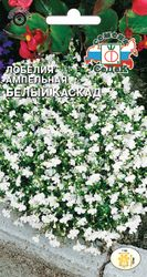 Семена цветок Лобелия, крупный план
