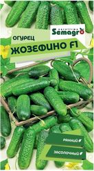 Семена огурца SEMINIS ЖОЗЕФИНО F1, детальное фото