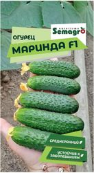 Семена огурца SEMINIS МАРИНДА F1, изображение