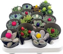 Растение суккулент микс с су D6,5 см, изображение