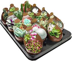 Растение Кактус и суккулент D6,5 см 904821, изображение
