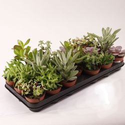 Растение Суккулент микс D8,5 H25, изображение