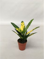 Растение Кодиеум варигатум санни стар D9 H20 см, фото