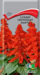 Семена Сальвия Сверкающая дварф ред 0,1 г, изображение