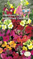 Цветок Львиный зев Веселые гномы, детальное фото