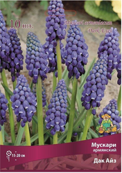 Луковицы Мускари Поиск Дак Айз, 10шт, крупный план