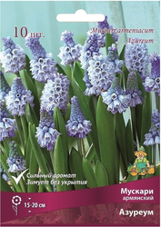 Луковицы Мускари Поиск Азуреум, 10шт, изображение