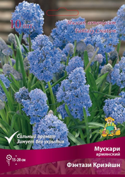 Луковицы Мускари Фэнтази Криэйшн, 10шт, фотография