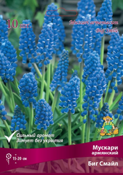Луковицы Мускари Армянский Биг Смайл, 10шт, вид