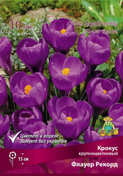 Крокус Крупноцветковый Флауер Рекорд в капере, 10шт, изображение