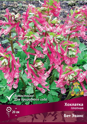 Хохлатка плотная Бет Эванс в капере, 10шт, фото