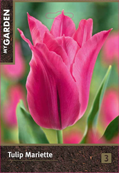 Тюльпан лилиецветный Мариэтт, 3 шт., детальное фото